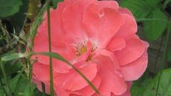 Flowers nature multicolor