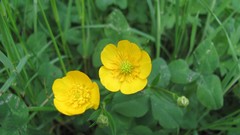 Flowers nature multicolor