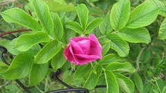 Flowers nature multicolor