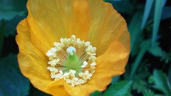 Flowers nature multicolor