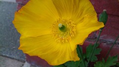 Flowers nature multicolor