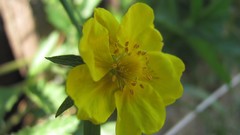 Flowers nature multicolor