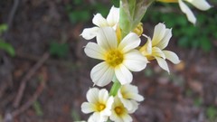 Flowers nature multicolor