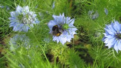 Flowers nature multicolor