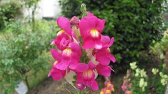 Flowers nature multicolor