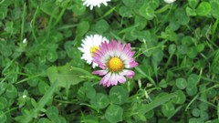 Flowers nature multicolor