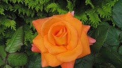 Flowers nature multicolor