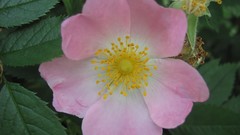 Flowers nature multicolor