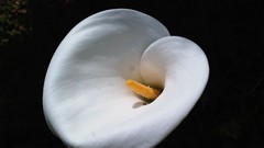 Flowers nature multicolor