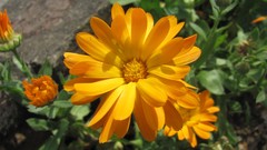 Flowers nature multicolor