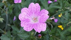 Flowers nature multicolor