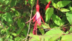 Flowers nature multicolor