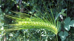 Flowers nature multicolor