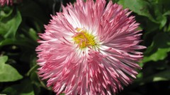 Flowers nature multicolor