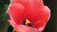 Flowers nature multicolor