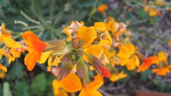 Flowers nature multicolor