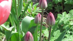 Flowers nature multicolor