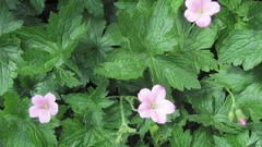 Flowers nature multicolor