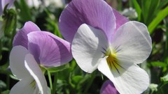 Flowers nature multicolor