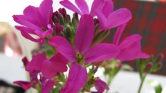 Flowers nature multicolor