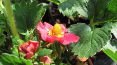 Flowers nature multicolor