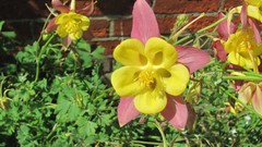 Flowers nature multicolor