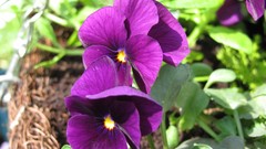 Flowers nature multicolor