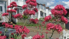 Flowers nature multicolor