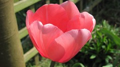 Flowers nature multicolor