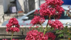 Flowers nature multicolor