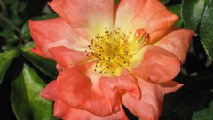 Flowers nature multicolor