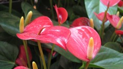 Flowers nature multicolor