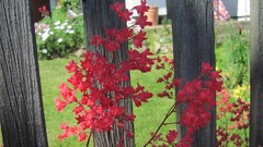 Flowers nature multicolor