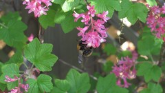 Flowers nature multicolor