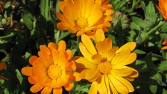 Flowers nature multicolor