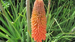 Flowers nature multicolor