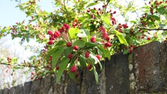 Flowers nature multicolor