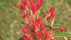 Flowers nature multicolor