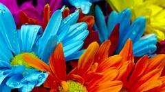 Flowers nature multicolor