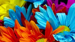 Flowers nature multicolor