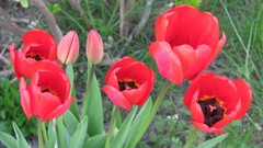 Flowers nature multicolor anemones (flower)