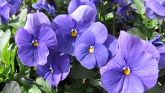 Flowers nature multicolor blue flowers