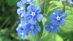 Flowers nature multicolor blue flowers Forget-me-nots
