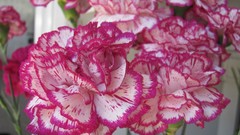 Flowers nature multicolor carnations