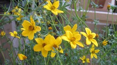 Flowers nature multicolor depth of field