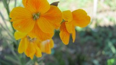 Flowers nature multicolor depth of field