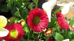 Flowers nature multicolor depth of field