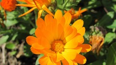 Flowers nature multicolor depth of field