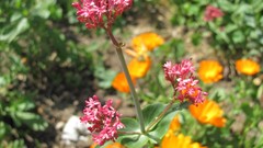 Flowers nature multicolor depth of field