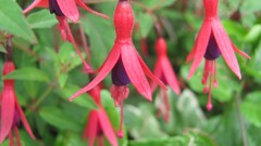 Flowers nature multicolor fuchsia